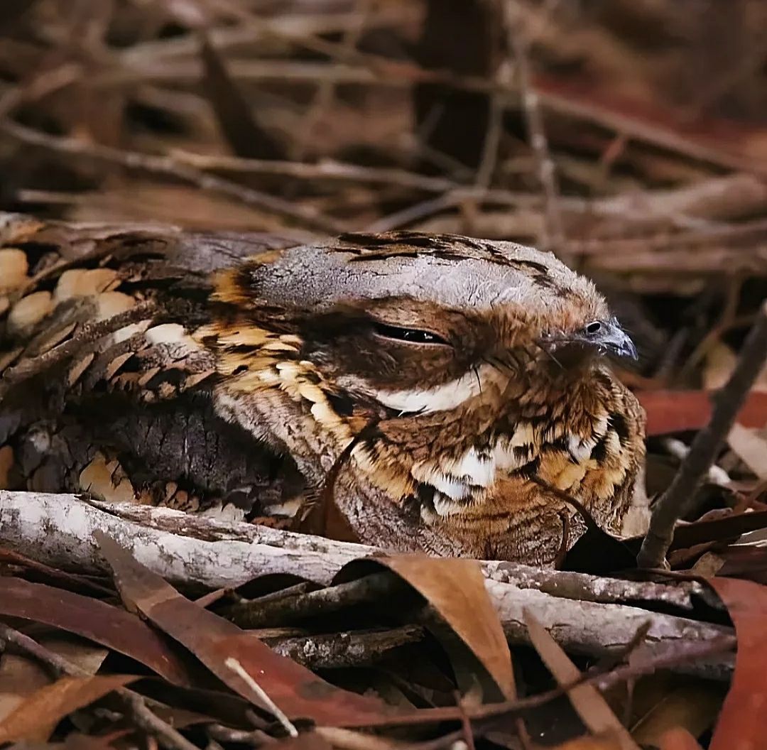Red necked Nightjar